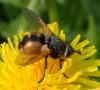 Tachina fera